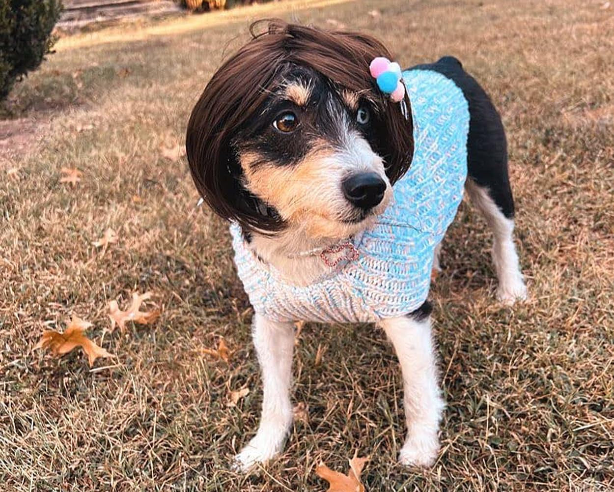 Funny Dog Wig for Small Medium Large Dogs with Free Head Flower, Trimmable Pet C
